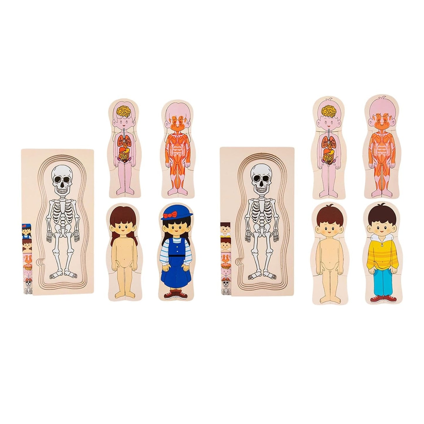 Human Body Puzzle